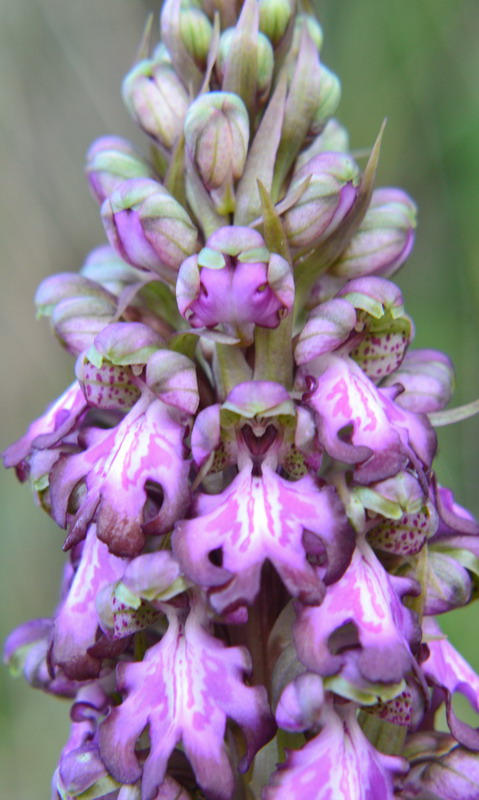 Barlia robertiana in Montagna della Ganzaria (CT)